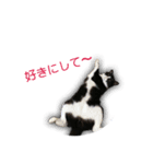 猫の勘九郎 2（個別スタンプ：7）