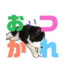 猫の勘九郎 2（個別スタンプ：11）
