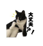 猫の勘九郎 2（個別スタンプ：13）
