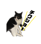 猫の勘九郎 2（個別スタンプ：14）