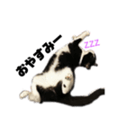 猫の勘九郎 2（個別スタンプ：15）