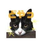 猫の勘九郎 2（個別スタンプ：16）