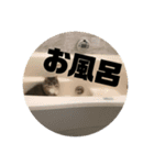 neko sujiko（個別スタンプ：3）