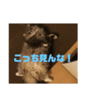 neko sujiko（個別スタンプ：6）
