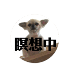 ゆずおさん（個別スタンプ：1）