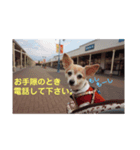 あんずの気持ち(お留守)（個別スタンプ：2）