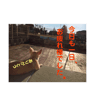 あんずの気持ち(お留守)（個別スタンプ：4）