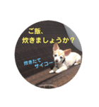 あんずの気持ち(お留守)（個別スタンプ：5）