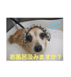 あんずの気持ち(お留守)（個別スタンプ：6）