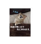 あんずの気持ち(お留守)（個別スタンプ：7）