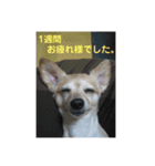 あんずの気持ち(お留守)（個別スタンプ：8）