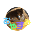 チワックスのゆず（個別スタンプ：3）