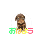 チワックスのゆず（個別スタンプ：5）