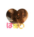 チワックスのゆず（個別スタンプ：13）