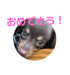 チワックスのゆず（個別スタンプ：14）