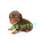 チワックスのゆず（個別スタンプ：16）