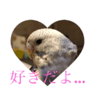 セキセイインコのピー助くん（個別スタンプ：5）