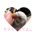 セキセイインコのピー助くん（個別スタンプ：6）