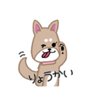 毎日つかえる柴犬スタンプ（個別スタンプ：1）
