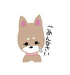毎日つかえる柴犬スタンプ（個別スタンプ：6）
