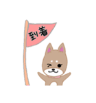 毎日つかえる柴犬スタンプ（個別スタンプ：8）