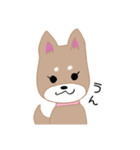 毎日つかえる柴犬スタンプ（個別スタンプ：11）