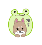 毎日つかえる柴犬スタンプ（個別スタンプ：12）