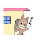 毎日つかえる柴犬スタンプ（個別スタンプ：16）