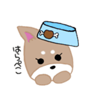 毎日つかえる柴犬スタンプ（個別スタンプ：29）