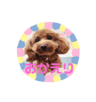私のコロン（個別スタンプ：3）