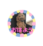 私のコロン（個別スタンプ：5）