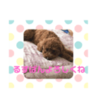 私のコロン（個別スタンプ：8）