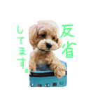 マルプーノンタン（個別スタンプ：1）