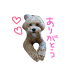 マルプーノンタン（個別スタンプ：14）