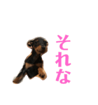 ハナ＆マロ（個別スタンプ：3）