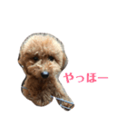 ハナ＆マロ（個別スタンプ：6）