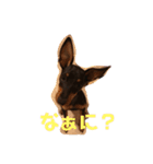 ハナ＆マロ（個別スタンプ：10）