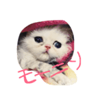 きなこハウス（個別スタンプ：1）