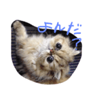 きなこハウス（個別スタンプ：2）
