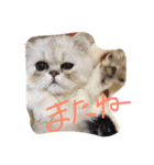 きなこハウス（個別スタンプ：3）