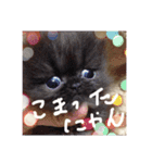 きなこハウス（個別スタンプ：4）