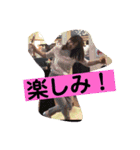 のみたがる人たち（個別スタンプ：17）