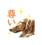 使いやすいオタ犬（個別スタンプ：1）