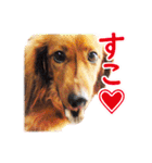 使いやすいオタ犬（個別スタンプ：2）