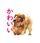 使いやすいオタ犬（個別スタンプ：3）