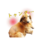 使いやすいオタ犬（個別スタンプ：5）