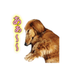 使いやすいオタ犬（個別スタンプ：6）