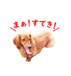 使いやすいオタ犬（個別スタンプ：9）