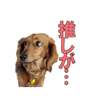 使いやすいオタ犬（個別スタンプ：11）