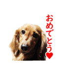 使いやすいオタ犬（個別スタンプ：12）